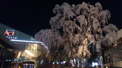 思いがけず夜桜見～赤坂咲かす文楽観劇後に目にした満開のしだれ桜・三春桜 