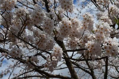 さわやかウォーキング～春らんまん桜紀行　飛騨萩原の桜めぐり～