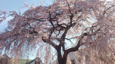 思いがけずしだれ桜見～週末近所の温泉通いのサイボクハムにて