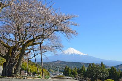 富士山と桜 2015.03.26 =1.妙松寺=