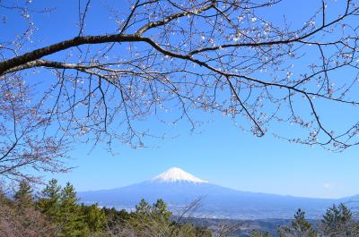 富士山と桜 2015.03.26 =2.はたご池公園=