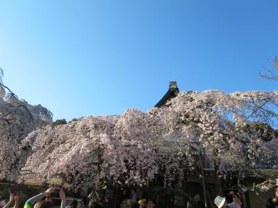 奈良で１番先に咲く氷室神社のしだれ桜を見に行く