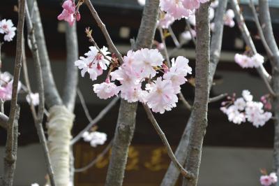 桜の開花に誘われて、谷中の寺院を強歩巡り