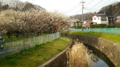 ご近所源流ツアー 第2弾 ～ 恩田川はリス園の影に消えた