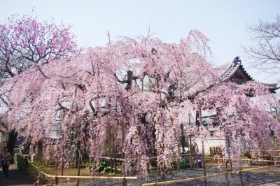 埼玉、桜初め