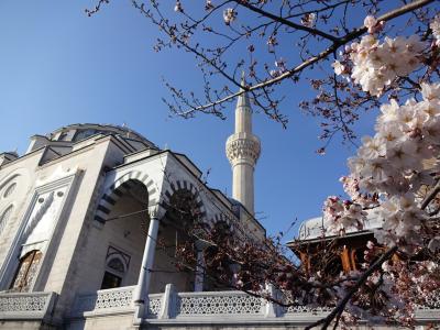 【東京散歩】日本限定 モスクとサクラのコラボレーションを見に行こう。