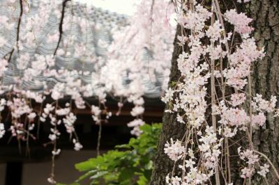 川越 喜多院、中院の桜