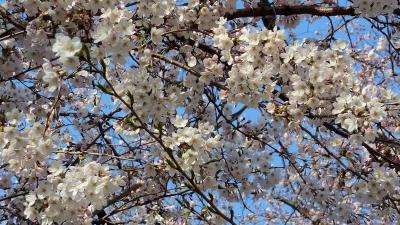 2015年3月28日（土）浅草寺から上野公園の桜を求めて♪