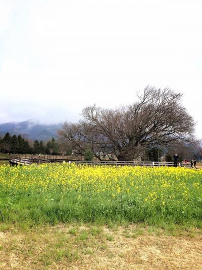 休日ドライブ 桜を求めて阿蘇へ