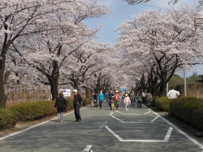 日帰りバスツアーでいく三大味覚と一心行の大桜＆高森峠千本桜No.2　※熊本県阿蘇市