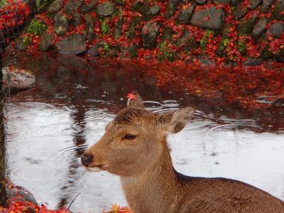 水谷茶屋～新公会堂の庭園◆奈良コミュオフ会で紅葉の奈良公園へ【前半】