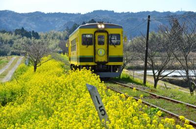 春の房総１泊２日の旅（１）～菜の花を追いかけて＠いすみ鉄道沿線
