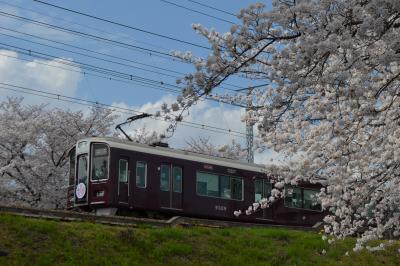 2014年桜　～茨木桜通り～