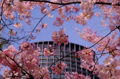 国立劇場のお花見　豪華絢爛　下