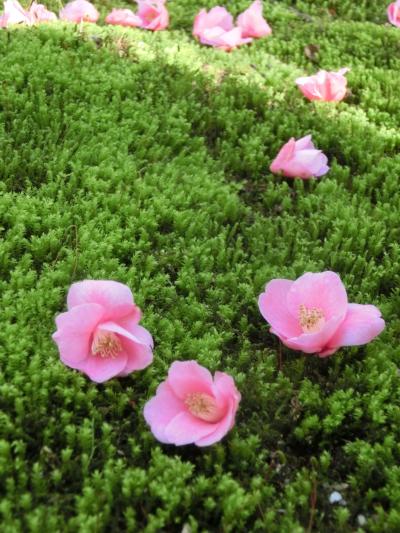 京都町歩き(20)/春のお花見/京都御所・岡崎神社・金戒光明寺・霊鑑寺/2015年3月