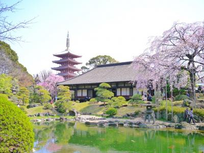 あさく散歩＠隅堤さくらまつり*今戸神社*浅草寺