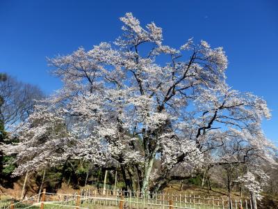 埼玉県寄居・鐘撞堂山と京亭の鮎飯