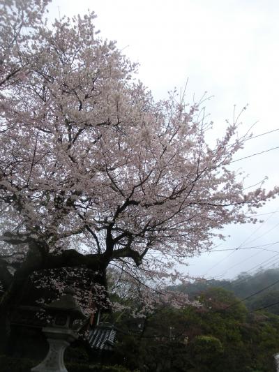2015　春　京都　桜！一足早いお花見・・・雨の中を散策