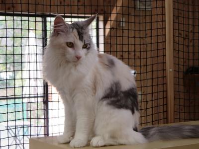 ネコちゃん、ワンちゃんと遊びましょう!@PAW