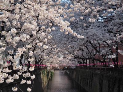 目黒川桜のトンネルと千鳥ヶ淵・靖国神社桜づくし