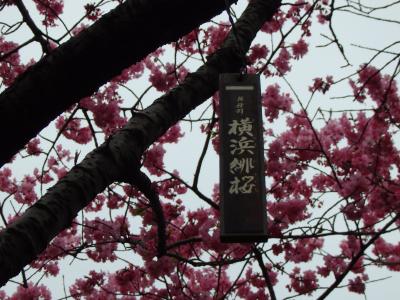 暖かくなってきたのでー桜につられて　総持寺と三ッ池公園を散歩 ー　横浜市鶴見区です。