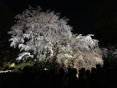 江戸の春の夜散歩♪ 駒込『六義園』 ～ しだれ桜と大名庭園のライトアップ に酔いしれる