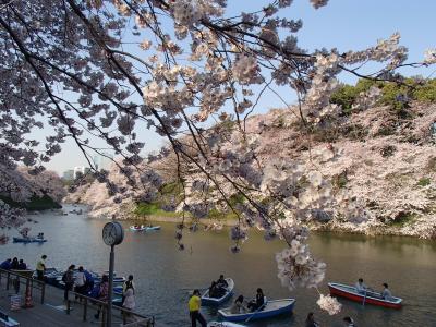 桜満開の千鳥ヶ淵周辺お花見さんぽ♪