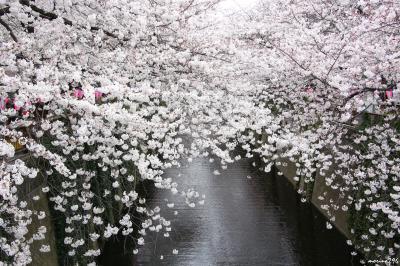 満開で～す♪目黒川のお花見