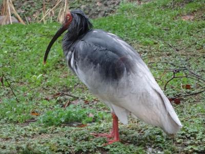 トキの森公園