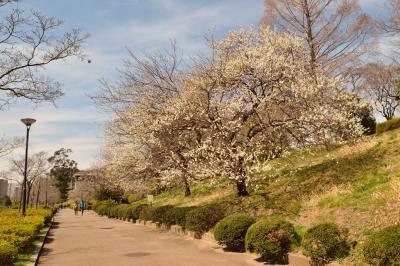 「桜」の名所「榴」岡公園で「梅」を愛でる
