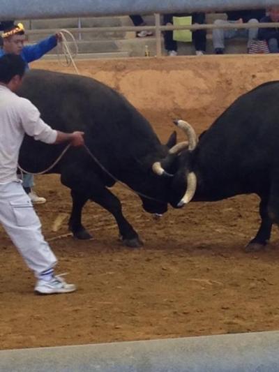 また春の沖縄（花粉避難？）