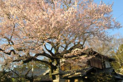 遅めのホワイトデーは京都で花見