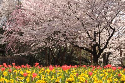 大宮花の丘公苑　　満開の桜とチューリップ　春色全開！