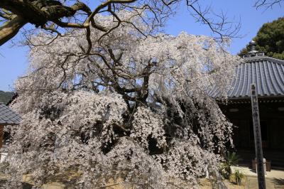 旅するイルカ♪　桜だより　2015　Part2　大阪府　山中渓へ
