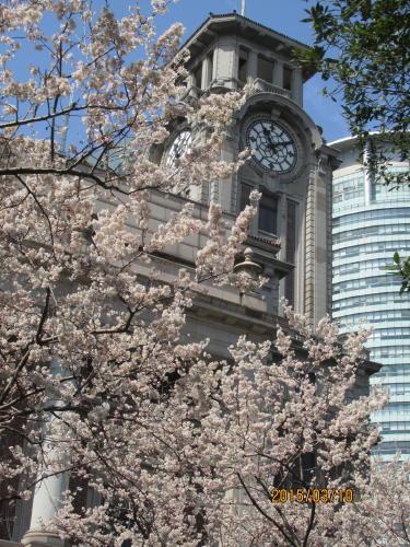 上海の南京西路・旧美術館・桜桃