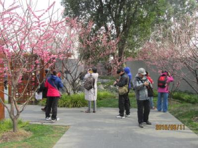 上海の共同租界（西）・静安雕塑公園・梅