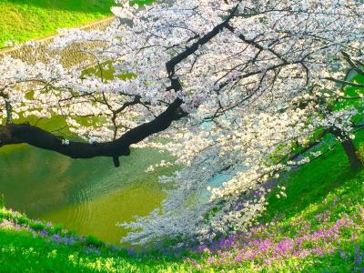 千鳥ヶ淵の桜