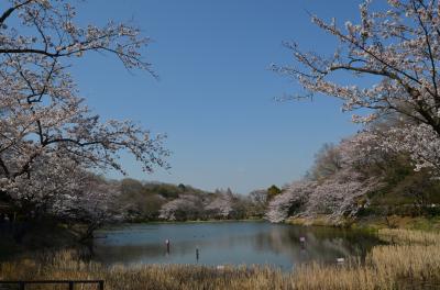 さくら満開　横浜　三ッ池公園、馬場花木園　　東京　水元公園　２０１５年