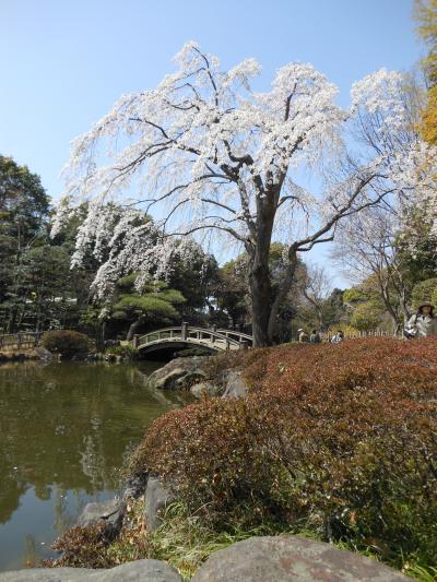 平塚総合公園を散策そして桜は