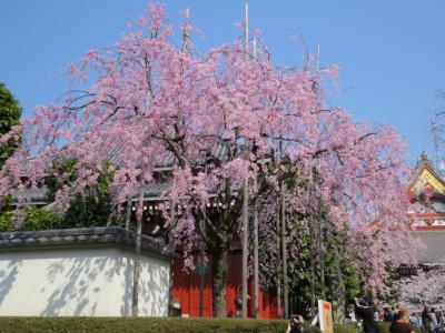 東京台東区さくら祭り・・かっぱ橋道具街と下町の聖地浅草をめぐります。