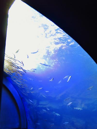 北の大地の水族館a 《生命がきらめく滝つぼ》水槽の迫力　☆オショロコマが群れ泳ぐ