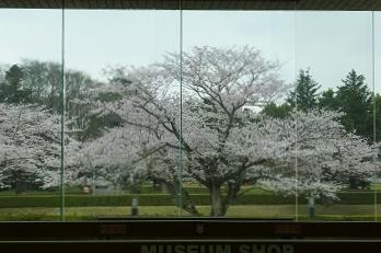 歴博　ガラス屏風の桜