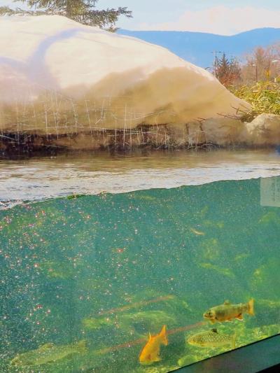 北の大地の水族館ｂ 《四季の水槽》 冬は川面が全面結氷　☆屋外環境を活かして