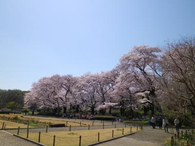 桜咲く、神代植物園