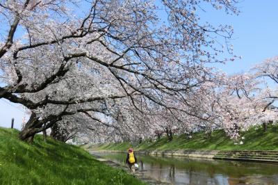 岐阜は桜がいっぱいなれど・・。