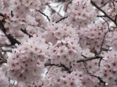 2015年のお花見は上野恩賜公園☆1回目はフライング...。1週間後には満開の桜が見られました♪