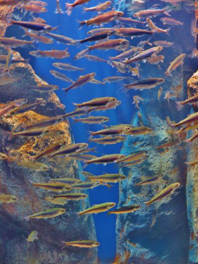 北の大地の水族館ｄ 《北海道の大地と川》 ニジマスの生態観察　☆ヤマメの遡上も実感