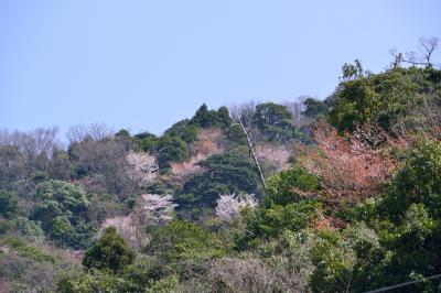 野津原の山桜2015