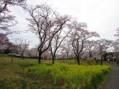 森林公園でのんびりお花見