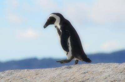 ボルダーズビーチのペンギンの楽園　　よちよち歩きのペンギンたちとの癒しのひととき